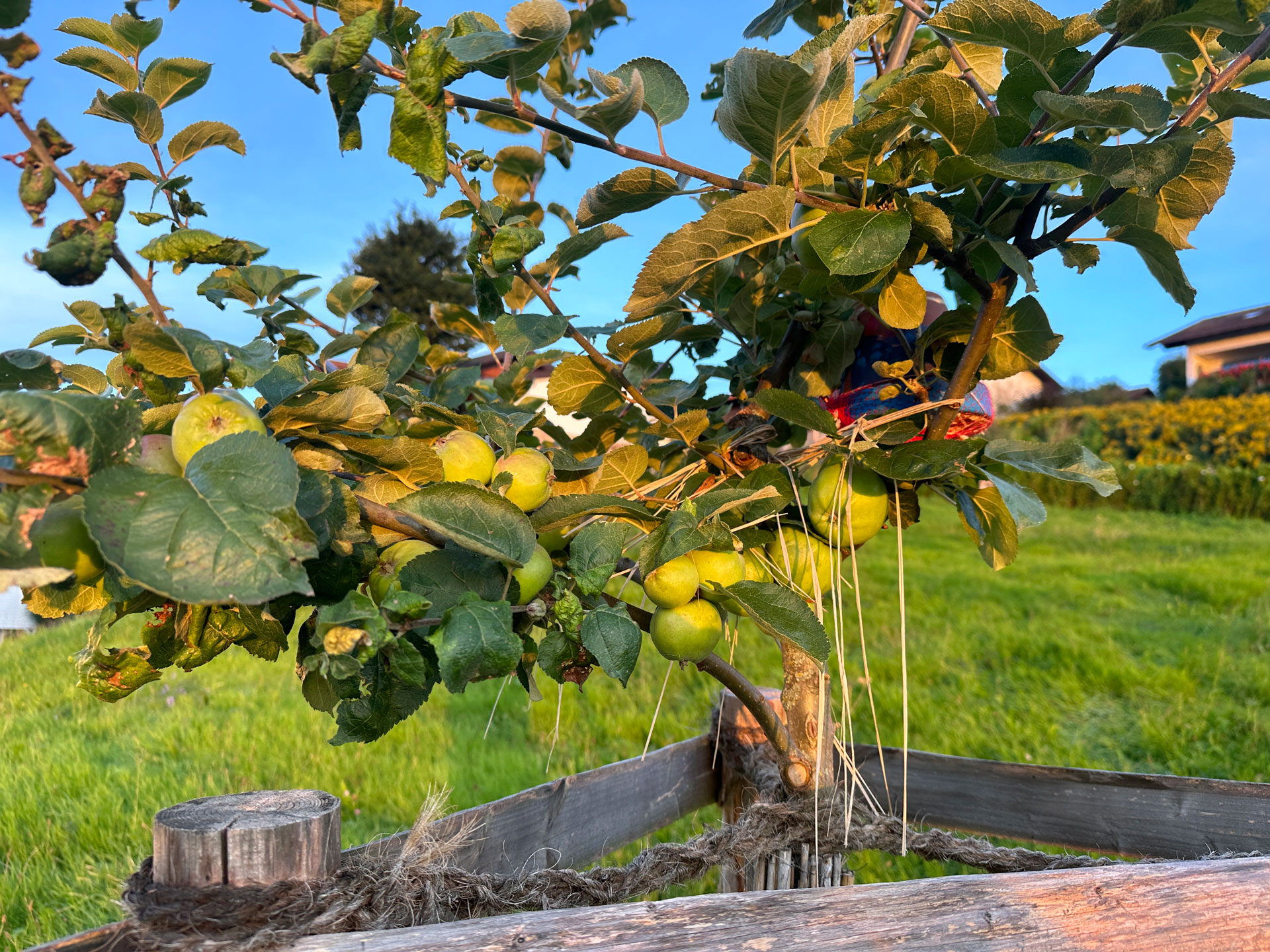 Streuobstweise Linzenleiten 